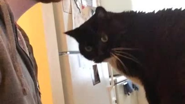 Cat owner shows why it's difficult working from home