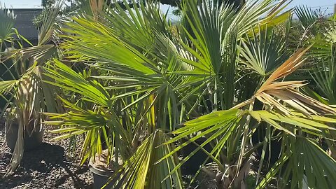 Huge Sabal minors for sale in Oregon