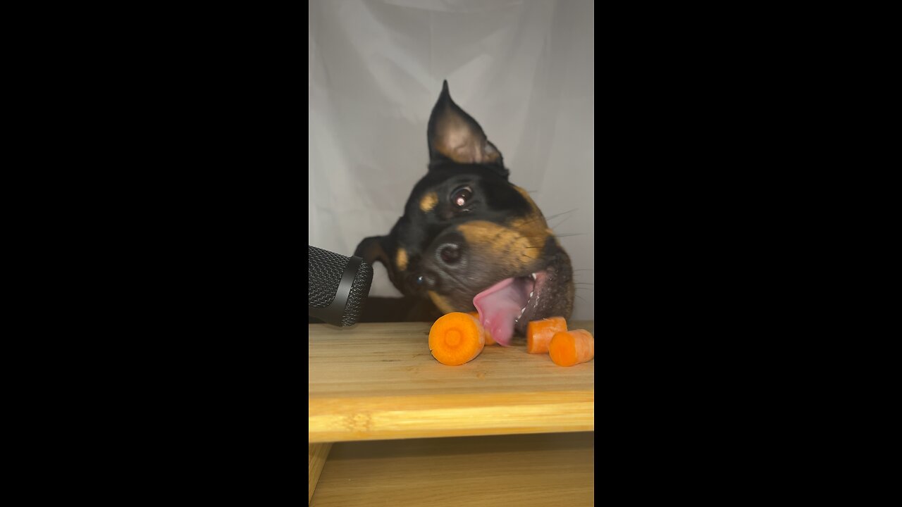 Dog Reacts To Trying Carrots ASMR #viral #trending