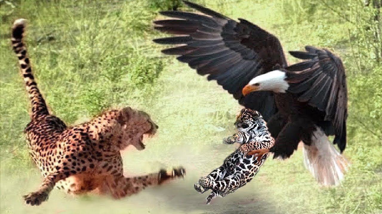 Foolish! Eagle Attacked The Baby Leopard In Front Of Mother Leopard And The Ending Made It Regret