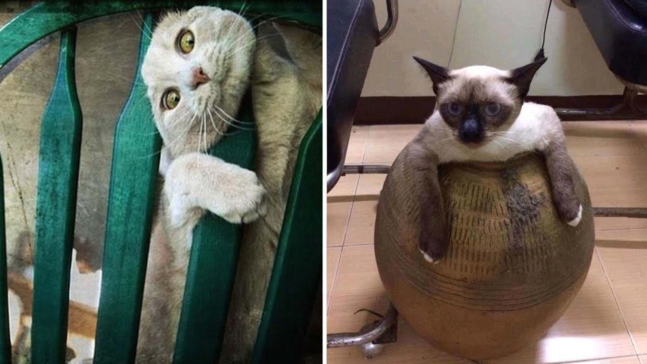 Funny Animal Videos 2023 🥰 - Funniest Dogs and Cats Videos 😁