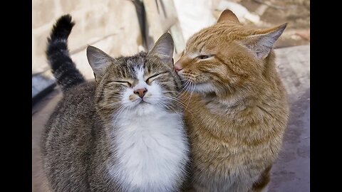 Funny Cats Arguing - Cats Talking To Each Other Compilation