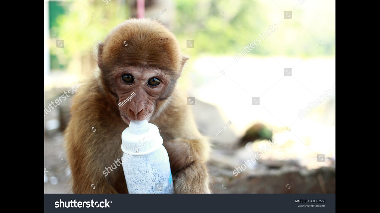 😍cute and 😅funny baby monkey🐵