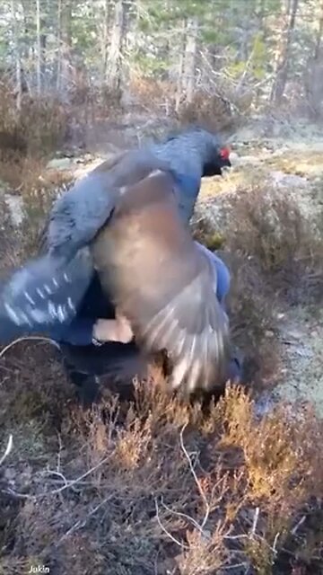 Bad Boy is in heat and in love? 😂😂😍