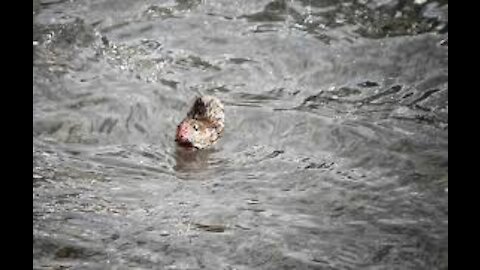 Mouse saves her young from drowning
