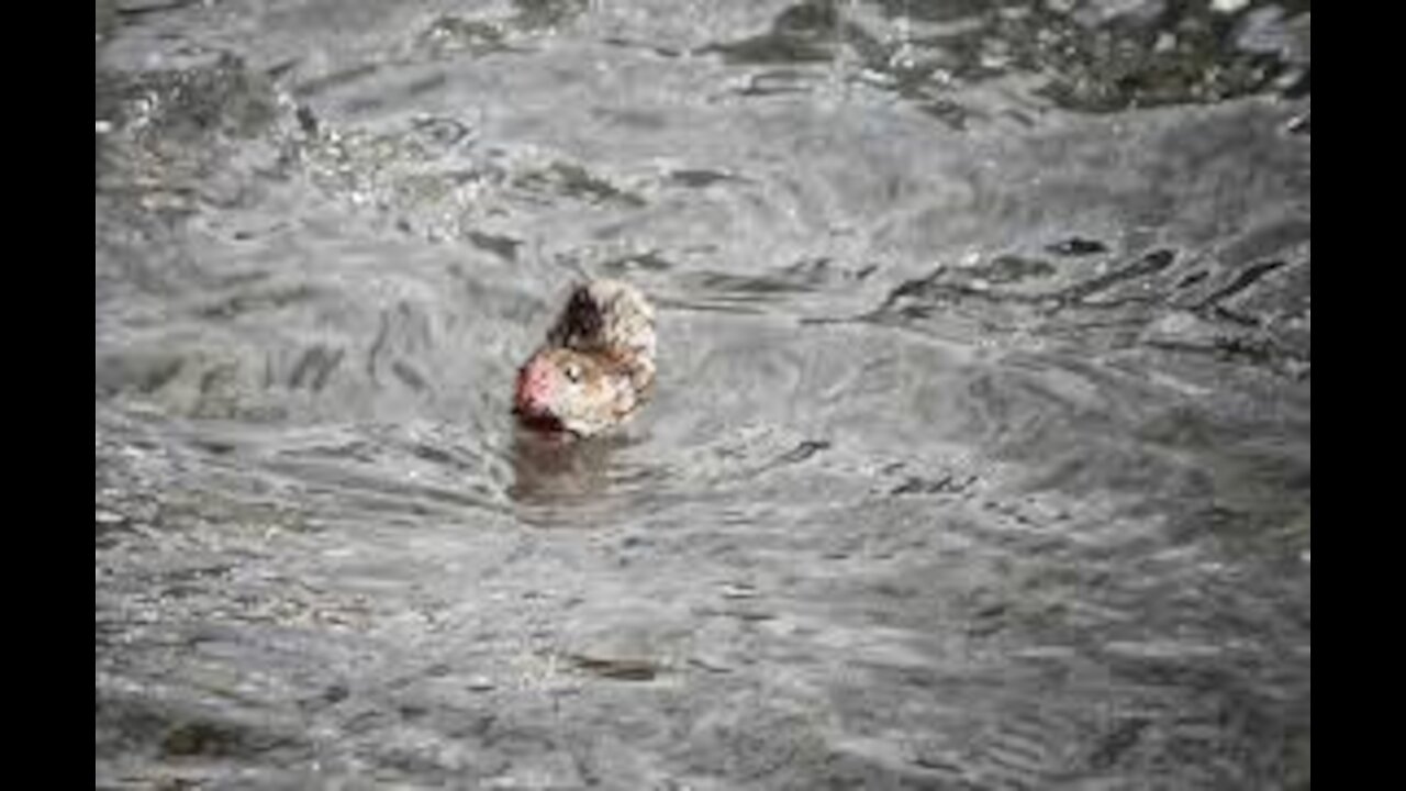 Mouse saves her young from drowning
