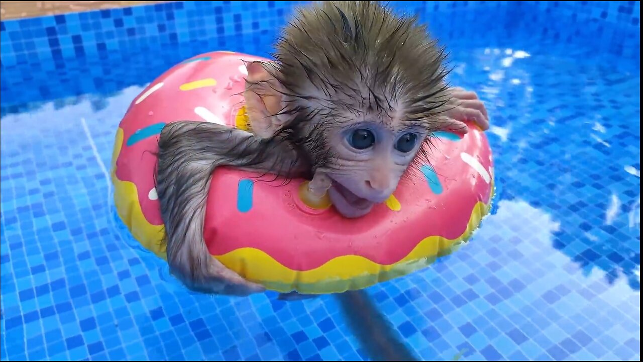 Baby monkey Bon Bon playing at the pool with puppy and duckling in the garden, funny animal video