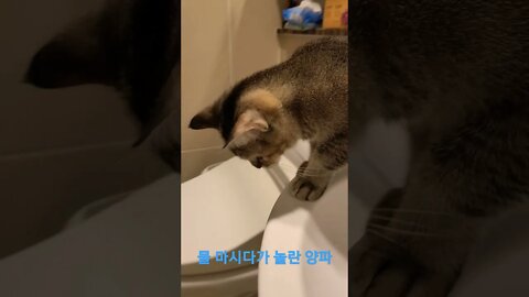 고양이의 물마시는표정 ㅋㅋ(물먹다 놀란 양파)#short