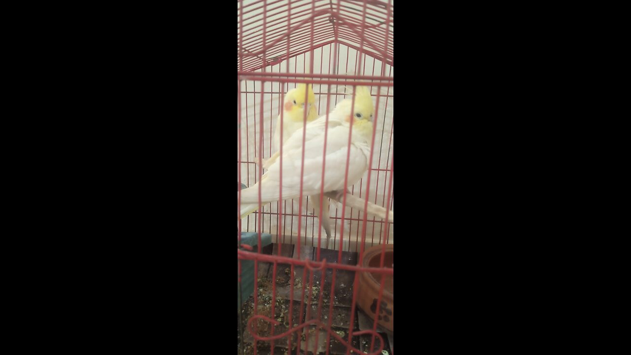 Beautiful Parrots Singing In The Cage