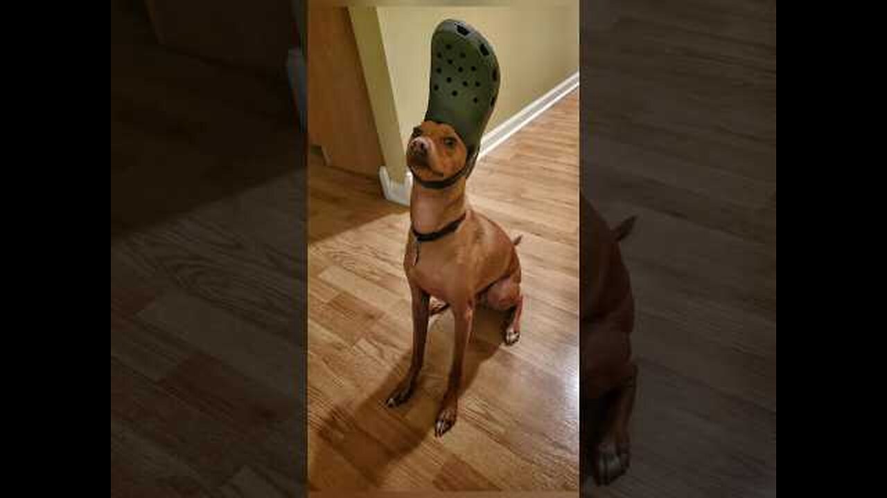 Funny animals 2023 funniest Cate and dogs video
