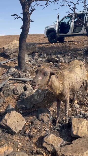 Turkey mardin diyarbakır 🔥 a lot animals also 😖