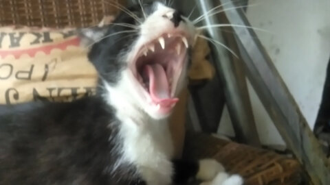 The mother cat suffers when she wakes up