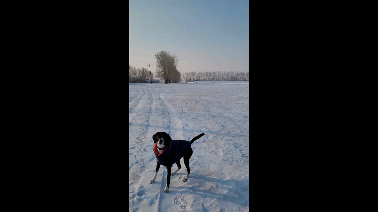 -25℃ cold day at the dog park