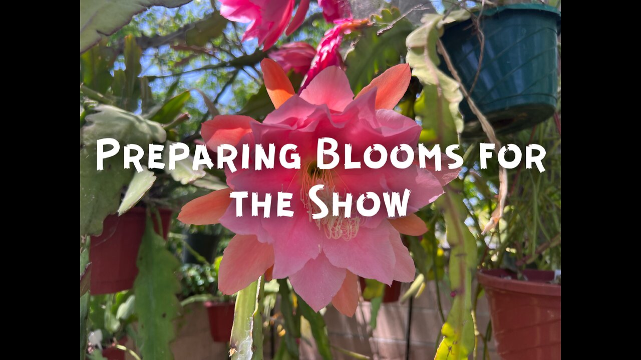 Preparing Epiphyllum Blooms for Show