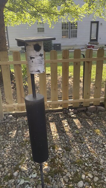 Blue bird eggs in nest