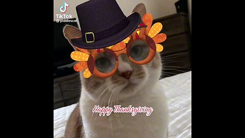 Happy Thanksgiving from 😺 cat!!