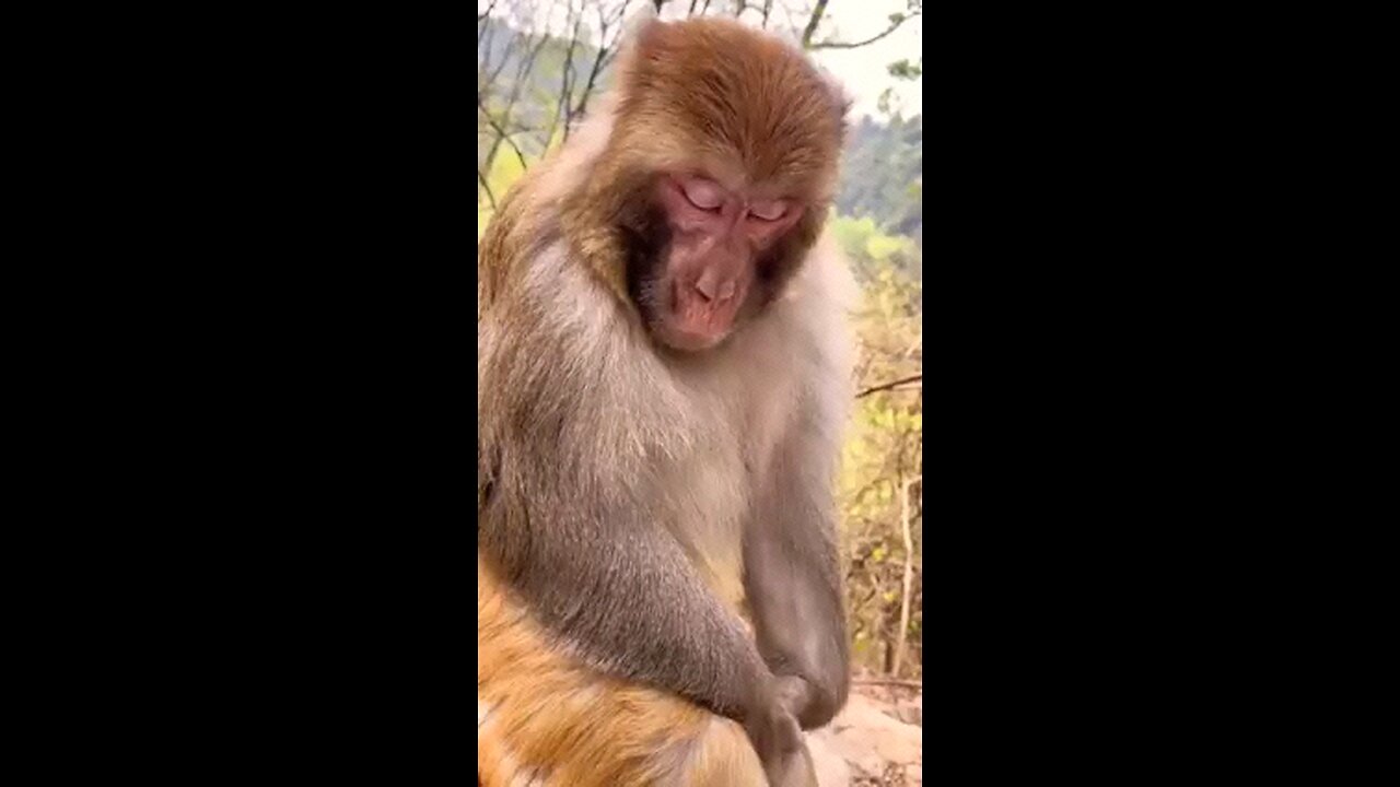 Monkey sleeping but snoring louder than humans😂