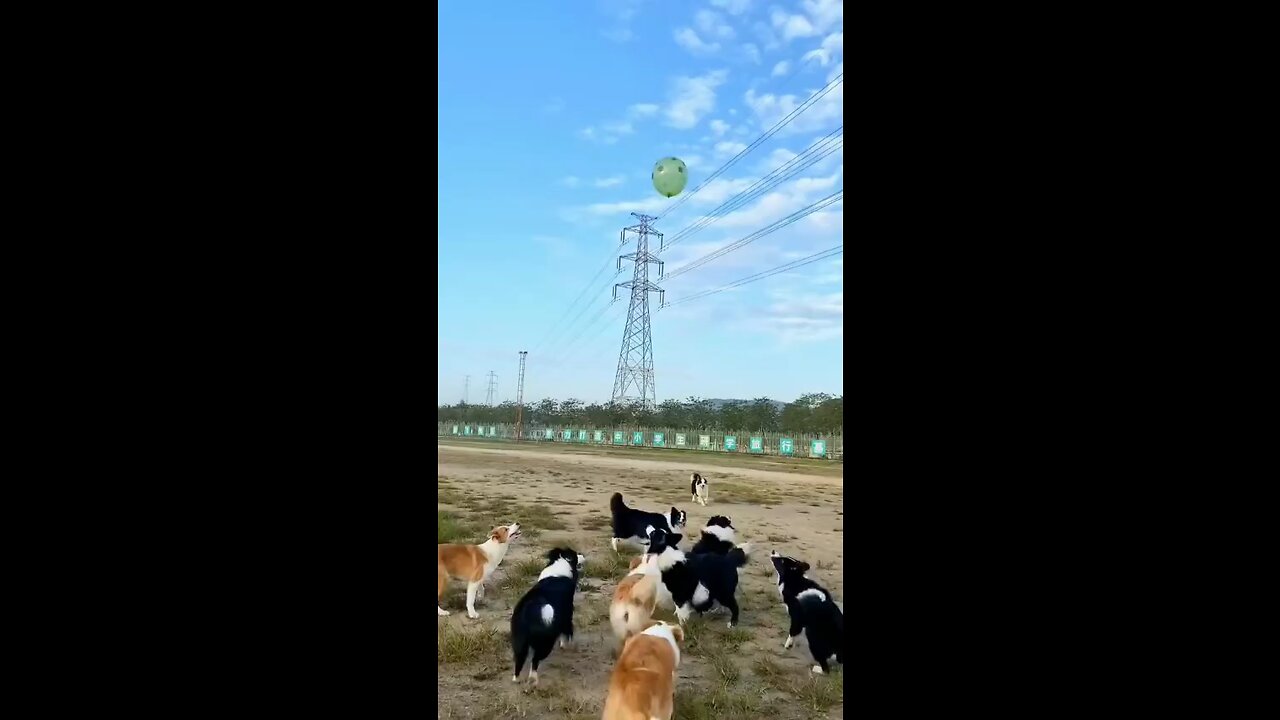 Cute Dog Friends Playing Together