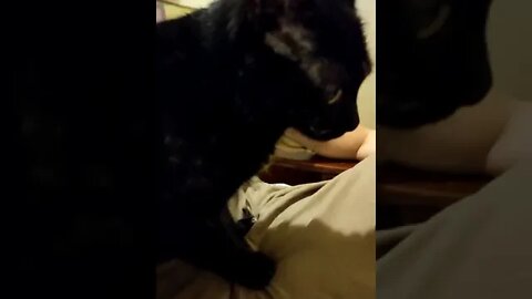 Cute Cat