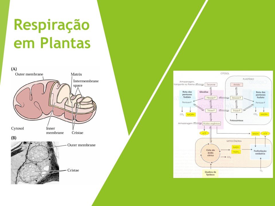 Respiração Vegetal