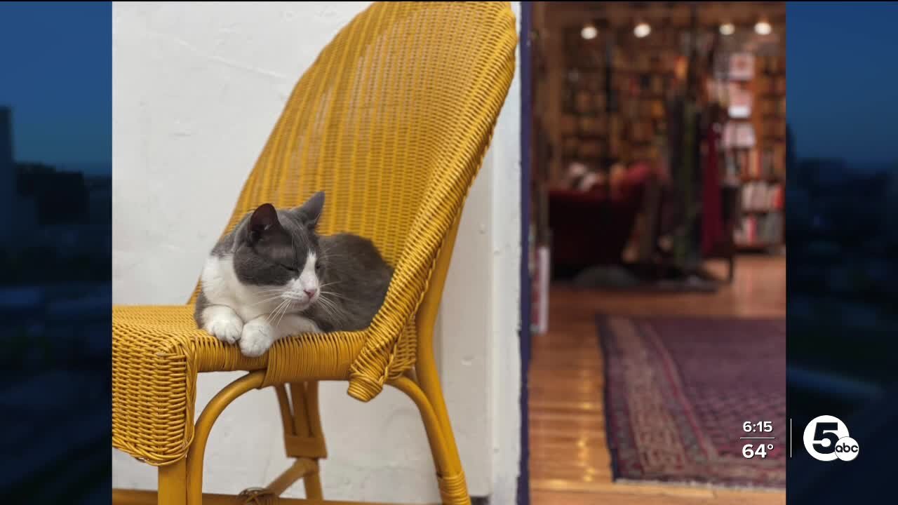 Otis the cat retiring from Loganberry books