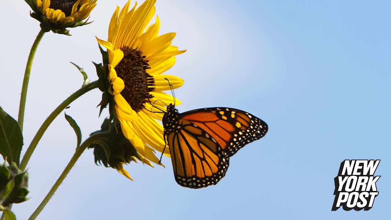 Only 1% of people can spot butterfly in leaves in tricky optical illusion