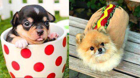 Best Funny Dogs 🐶 Of The Month