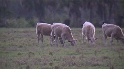 FWC pausing plans to remove panther after livestock attack