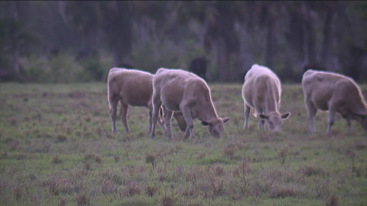 FWC pausing plans to remove panther after livestock attack