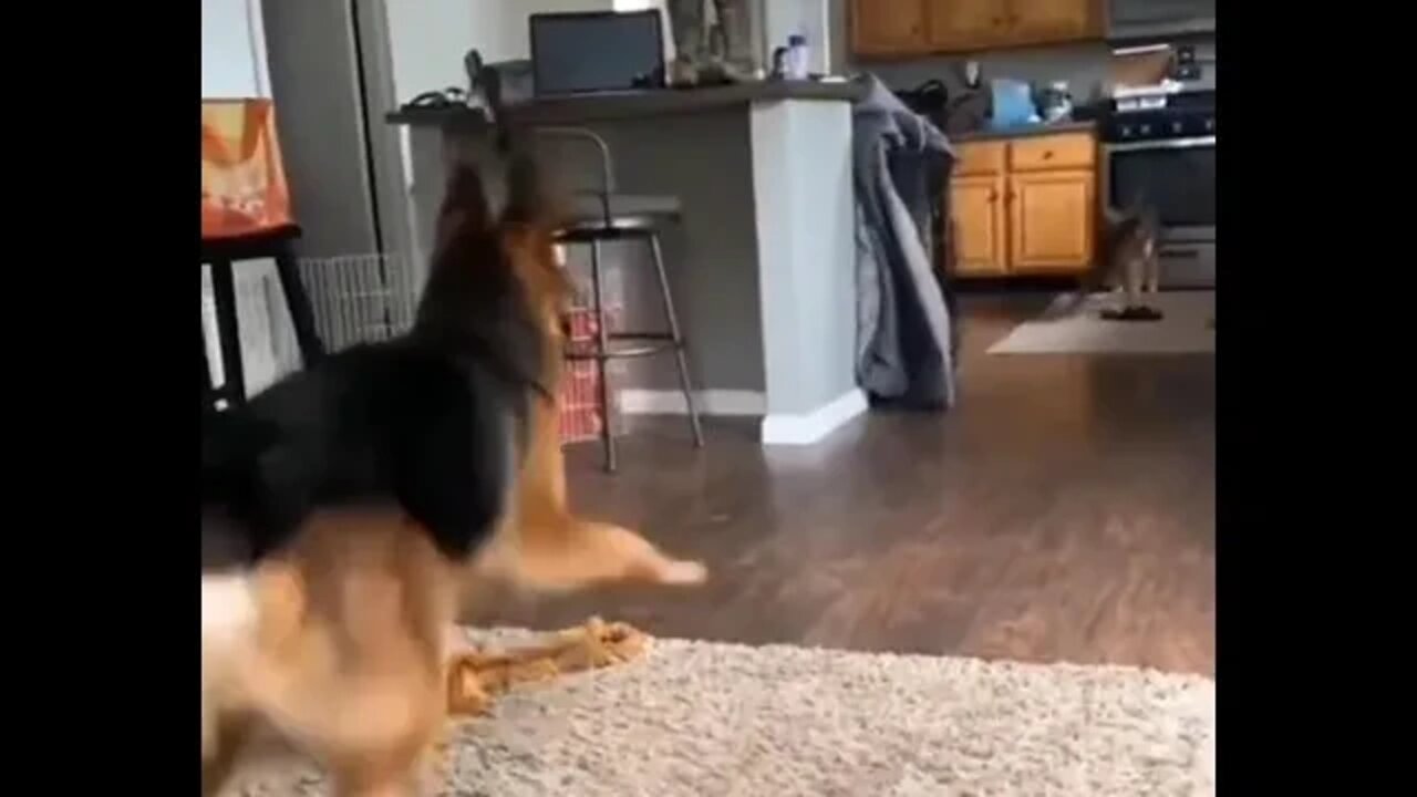 First...the staredown...then...the dance off...😂😁🐶