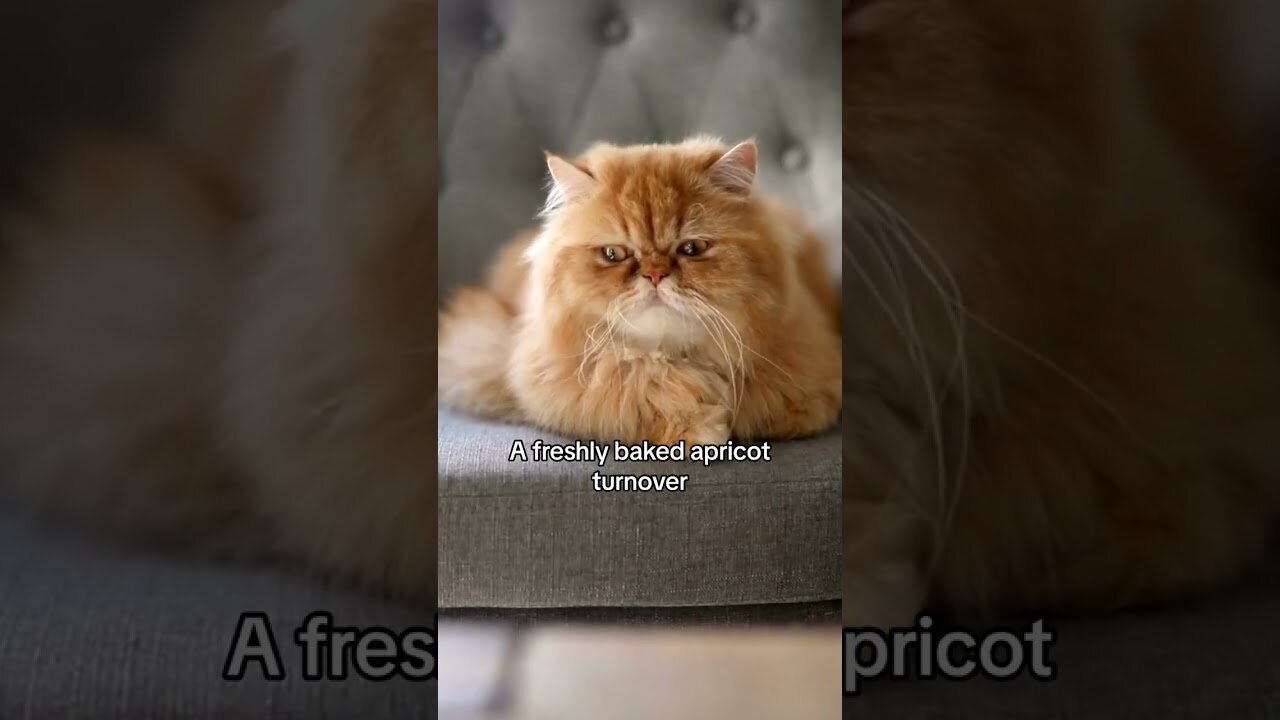 What Do You Call Your Orange Cat?