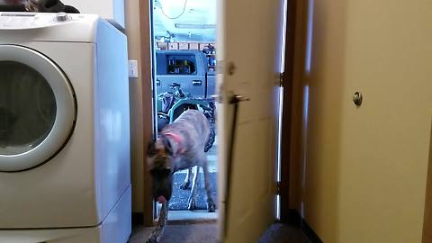 Dog watches 'Jurassic Park', learns to open doors