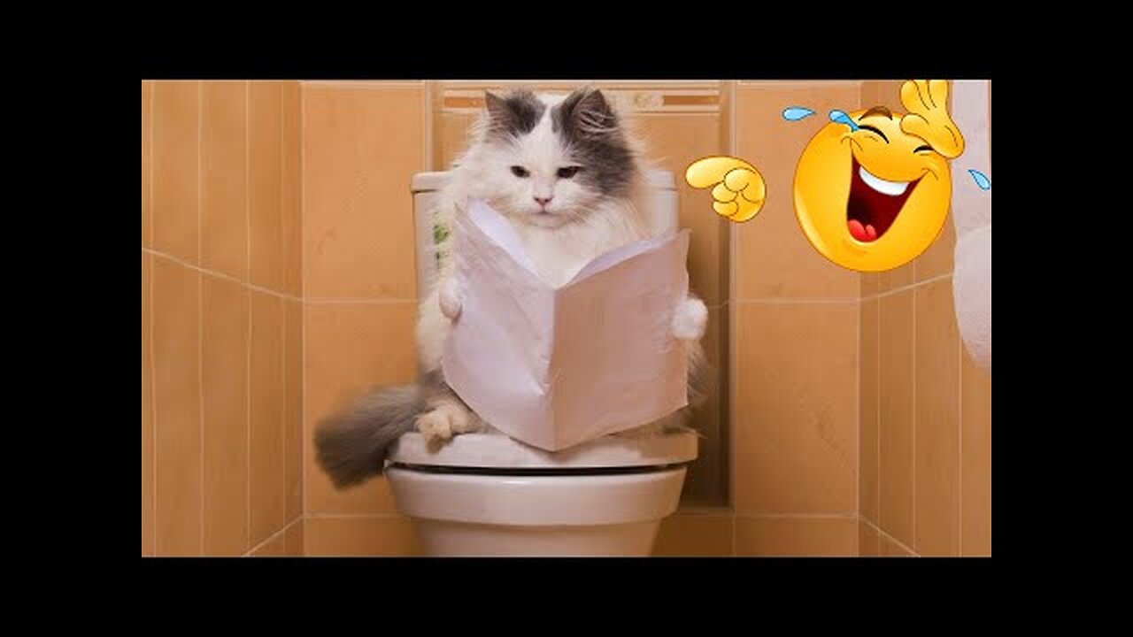 Funny Dog And Cat Videos 🐈😘🐕 - Best Funny Animal Videos 2023 🤣 #6.mp4