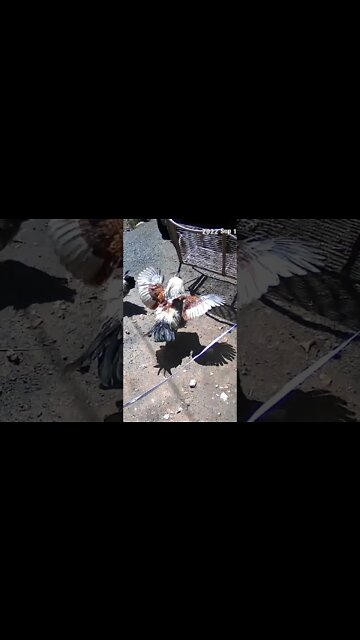 The secret lives of chickens