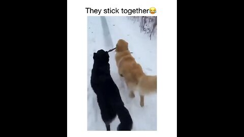 The world happiest dog