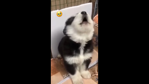 Baby husky howling cute