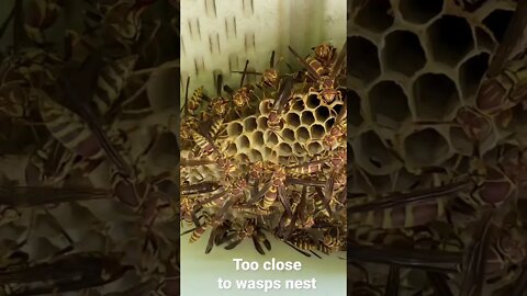 Too close to a wasp nest￼
