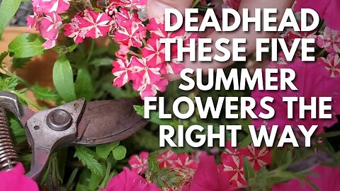 Summer Gardeners: Deadhead These Five Summer Flowers The Right Way 🌞✂
