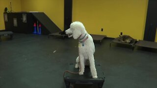 7 tips to help transition your dog to a new routine