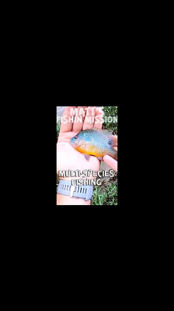 Multi-Species River fishing (Short Version)