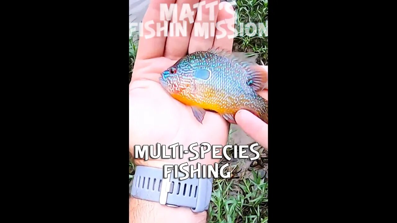 Multi-Species River fishing (Short Version)