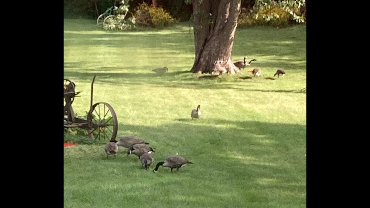 Canadian Geese Making A Pit Stop 8.25.2021