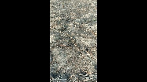 anaconda shnake