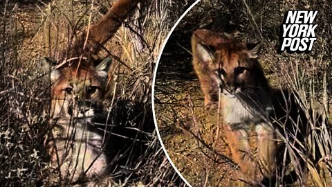 LION_HIKE_CHASE_YSI