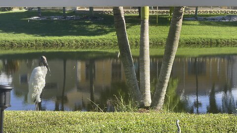 Wood Stork Celebrates Autumn