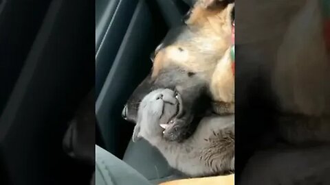 Cute Little Cat sleeping in Car #catshorts #viral #sleepingcats