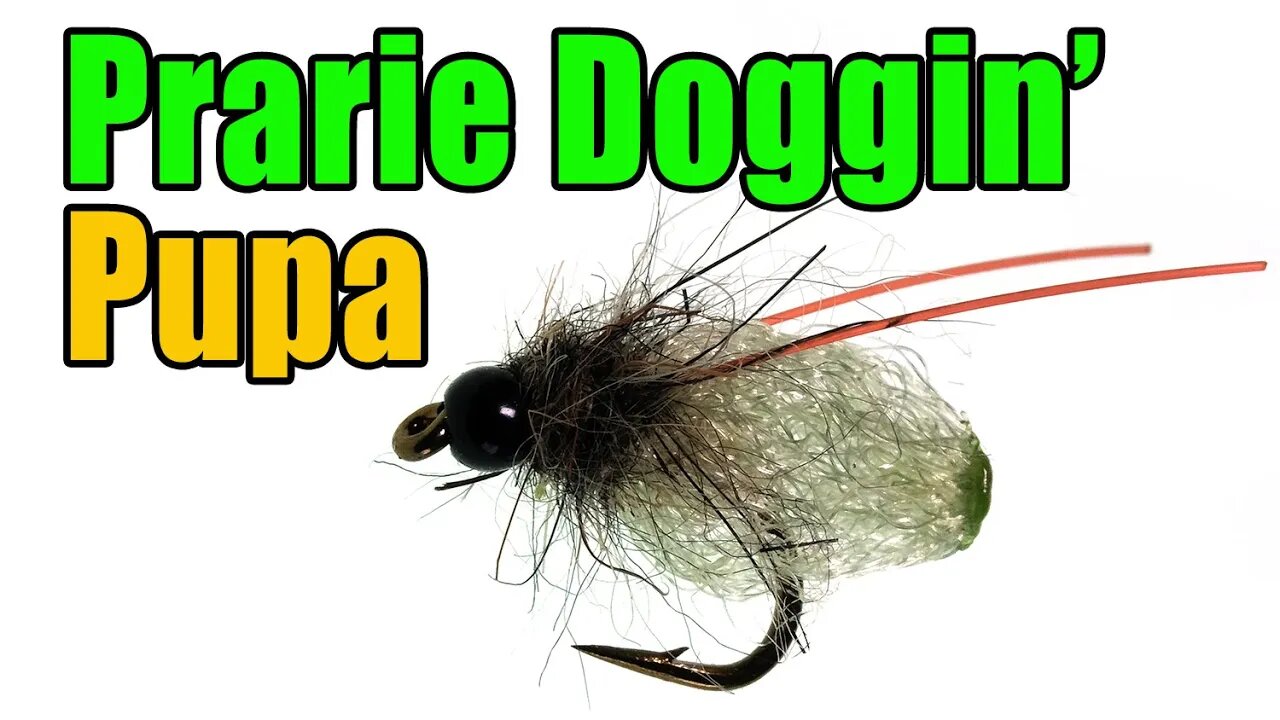 Prairie Doggin' Caddis Pupa Fly Tying - James Spicer Fly Pattern