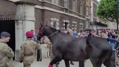 The Queen's Guard gets new horses #thequeensguard