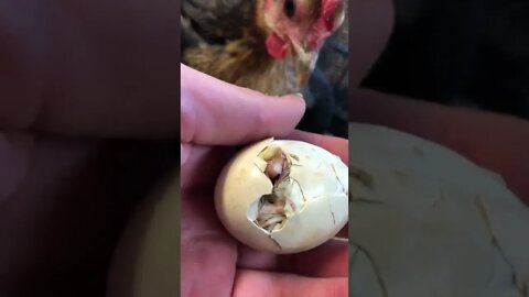 Moved new mom and chicks into small cage indoors