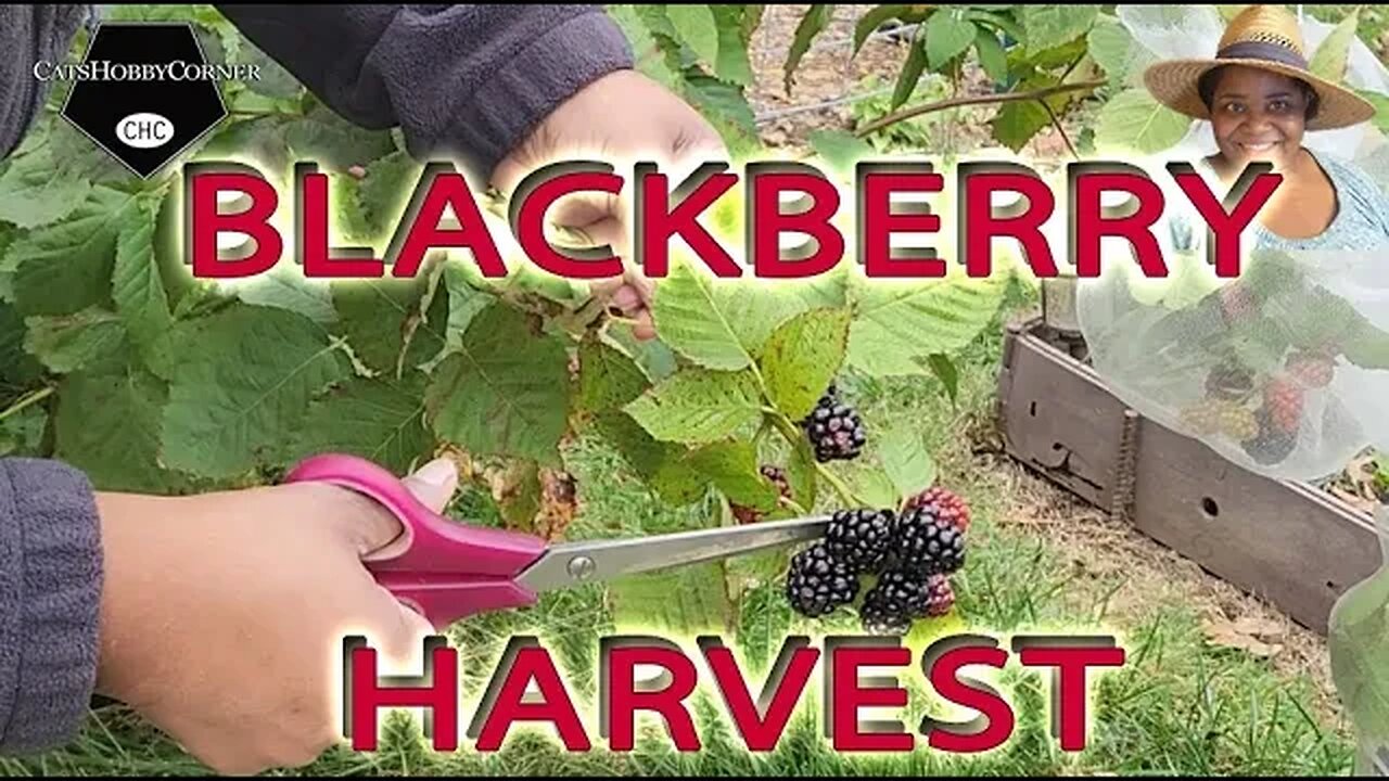 #blackberry #Harvest & More - #catshobbycorner